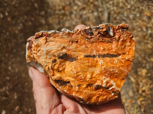 Polished Pilbara Agate PA290