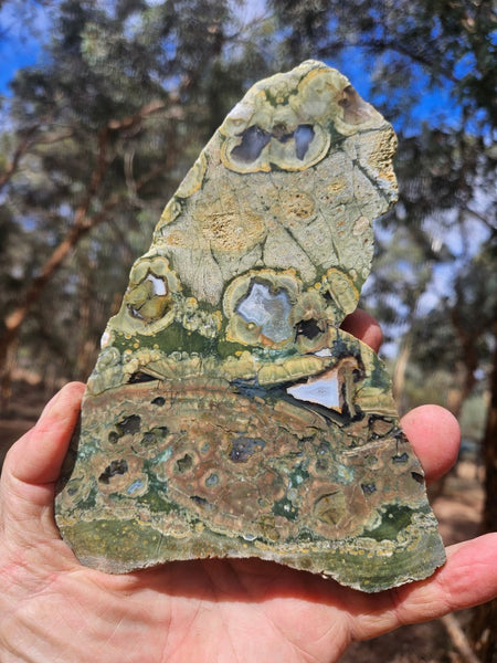 Polished Rainforest Jasper slab RFJ165