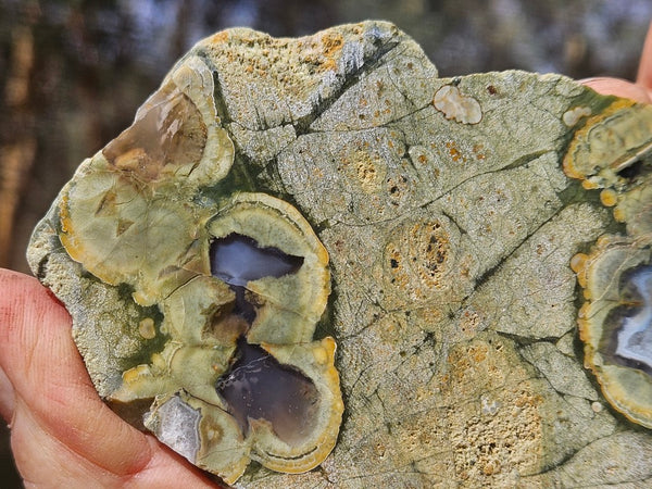 Polished Rainforest Jasper slab RFJ165