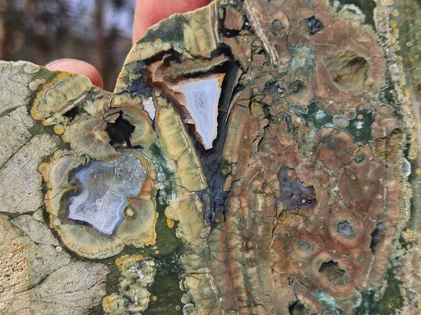 Polished Rainforest Jasper slab RFJ165