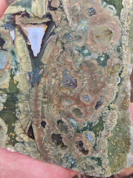 Polished Rainforest Jasper slab RFJ165