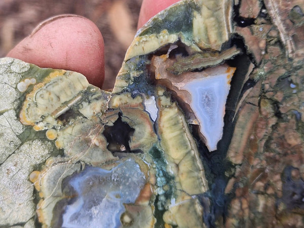 Polished Rainforest Jasper slab RFJ165