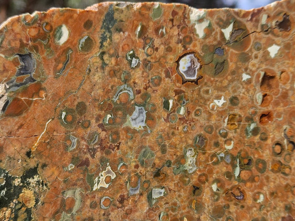 Polished Rainforest Jasper slab RFJ166
