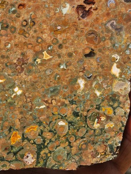 Polished Rainforest Jasper slab RFJ166