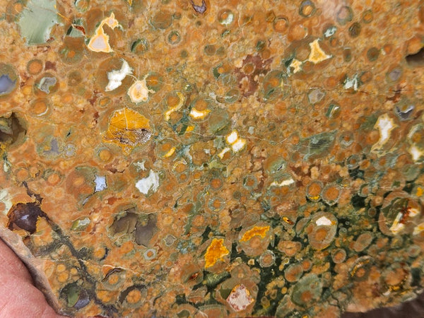 Polished Rainforest Jasper slab RFJ166