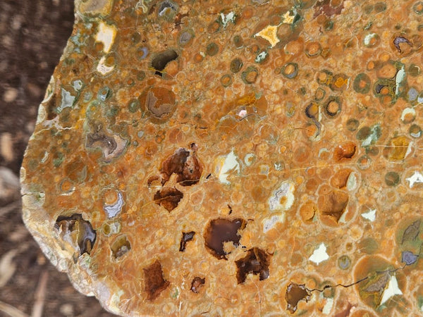 Polished Rainforest Jasper slab RFJ166