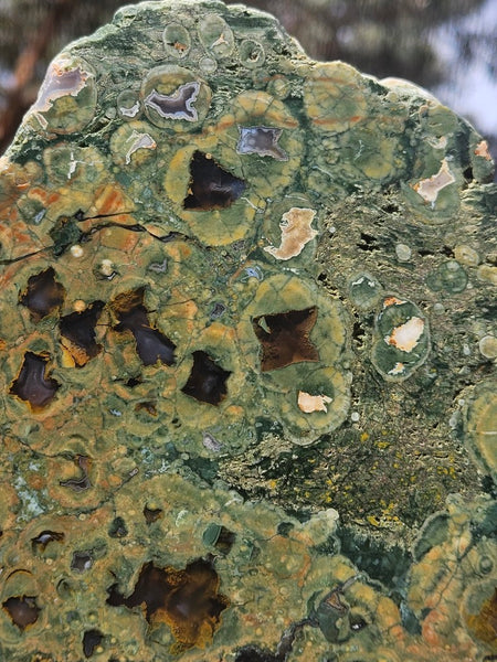 Polished Rainforest Jasper slab RFJ167