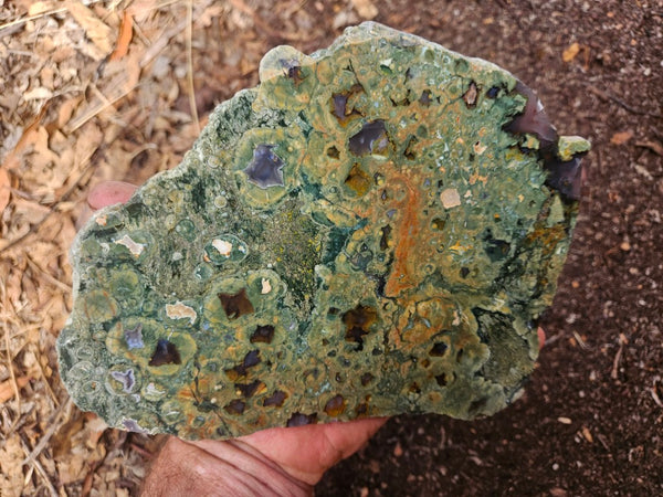 Polished Rainforest Jasper slab RFJ167