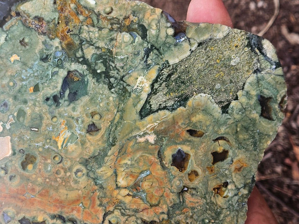 Polished Rainforest Jasper slab RFJ167