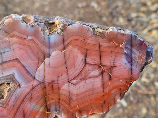 Polished Pilbara Agate PA223