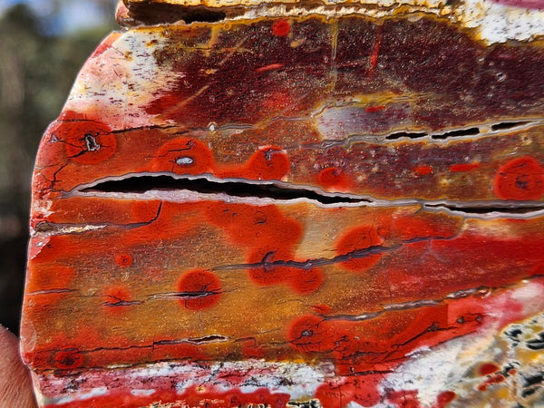 Polished Killaloe Opal slab KO137
