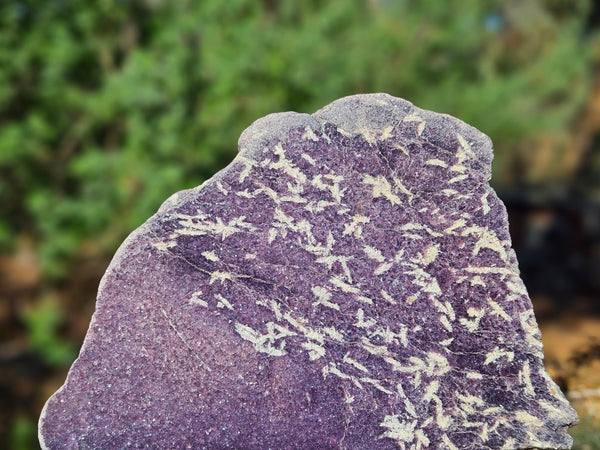 Polished Lepidolite  LEP238