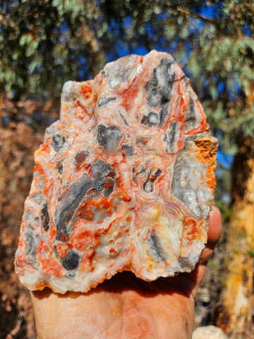 Crazy Lace Agate rough.  CLR 133