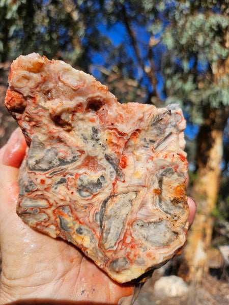 Crazy Lace Agate rough.  CLR 133