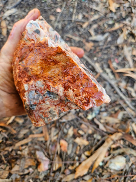 Crazy Lace Agate rough.  CLR 133