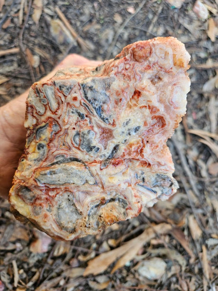 Crazy Lace Agate rough.  CLR 133