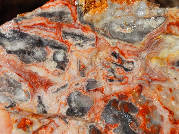 Crazy Lace Agate rough.  CLR 133