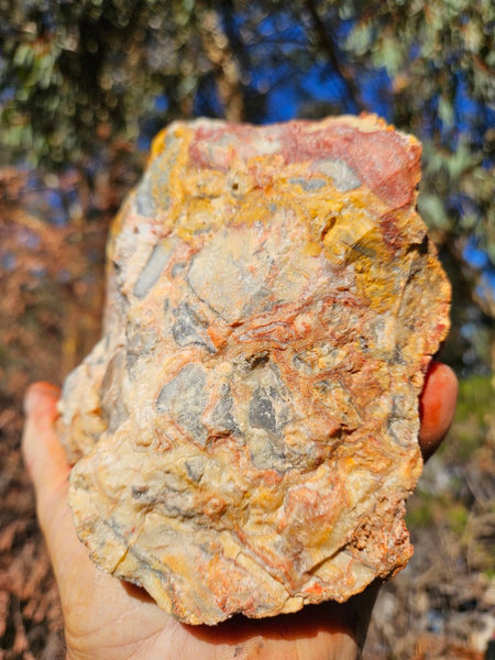 Crazy Lace Agate rough.  CLR 134