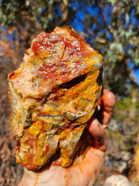 Crazy Lace Agate rough.  CLR 134