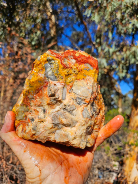 Crazy Lace Agate rough.  CLR 134