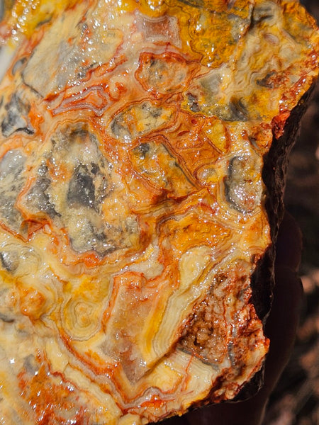 Crazy Lace Agate rough.  CLR 134