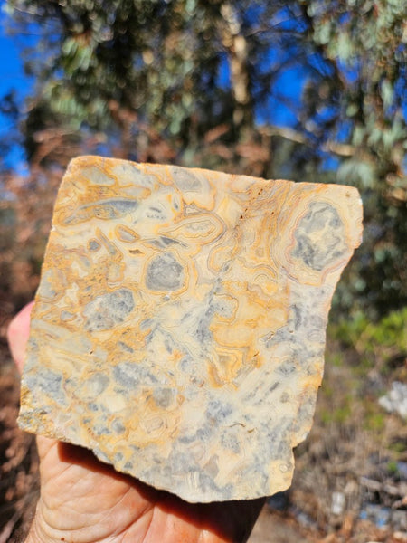Crazy Lace Agate rough.  CLR 132