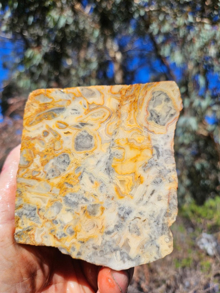 Crazy Lace Agate rough.  CLR 132