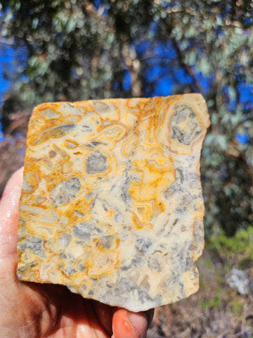 Crazy Lace Agate rough.  CLR 132