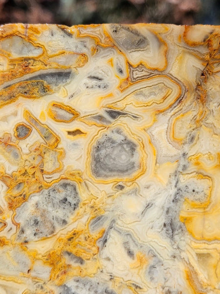 Crazy Lace Agate rough.  CLR 132