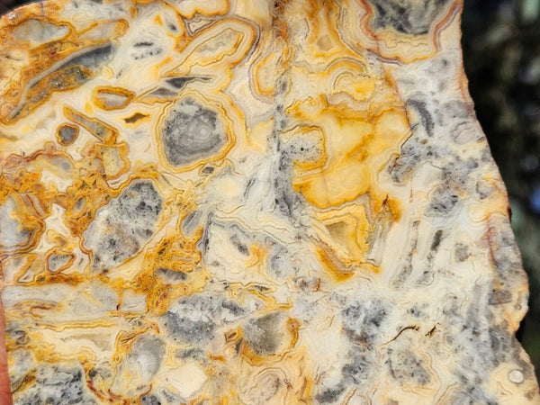 Crazy Lace Agate rough.  CLR 132