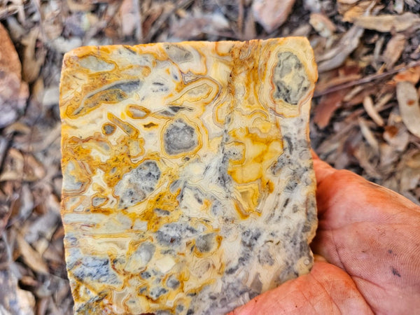 Crazy Lace Agate rough.  CLR 132