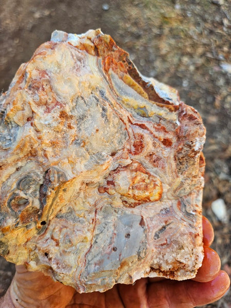 Crazy Lace Agate rough.  CLR 135