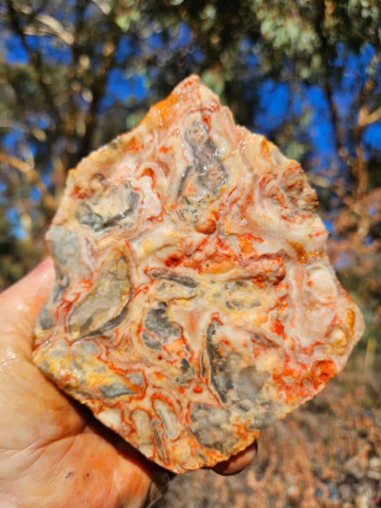 Crazy Lace Agate rough.  CLR 135