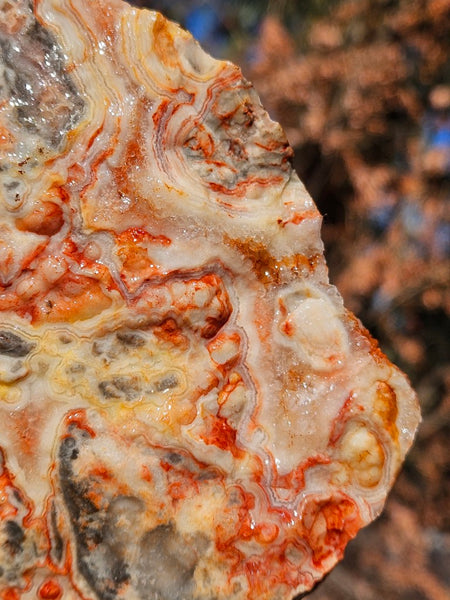 Crazy Lace Agate rough.  CLR 135