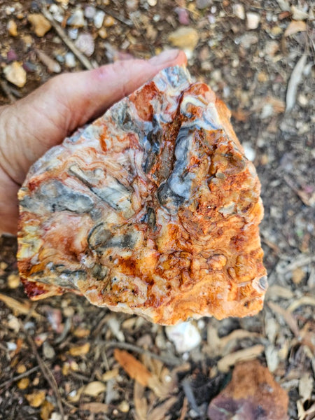 Crazy Lace Agate rough.  CLR 135