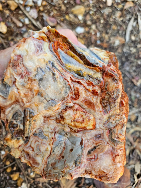 Crazy Lace Agate rough.  CLR 135