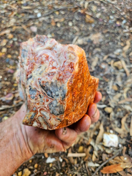 Crazy Lace Agate rough.  CLR 135