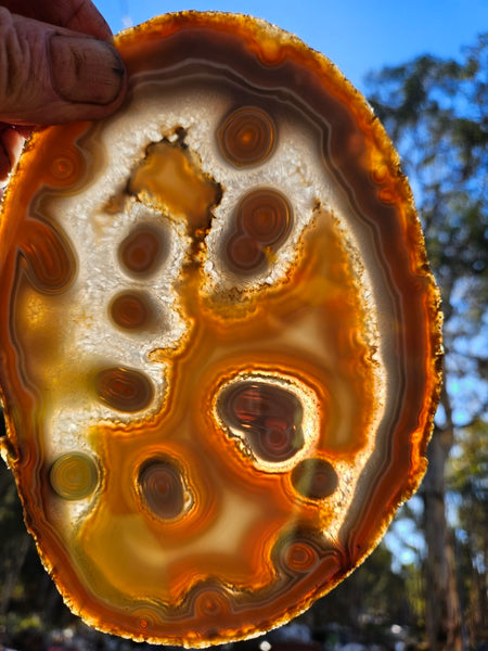Polished Brazilian Agate slab . BA119