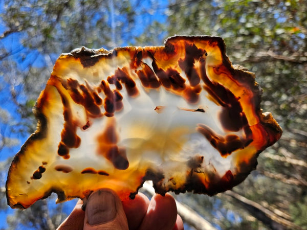 Polished Brazilian Agate . BA117