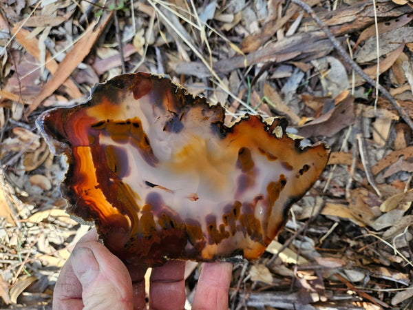Polished Brazilian Agate . BA117