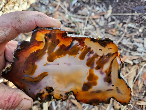 Polished Brazilian Agate . BA117
