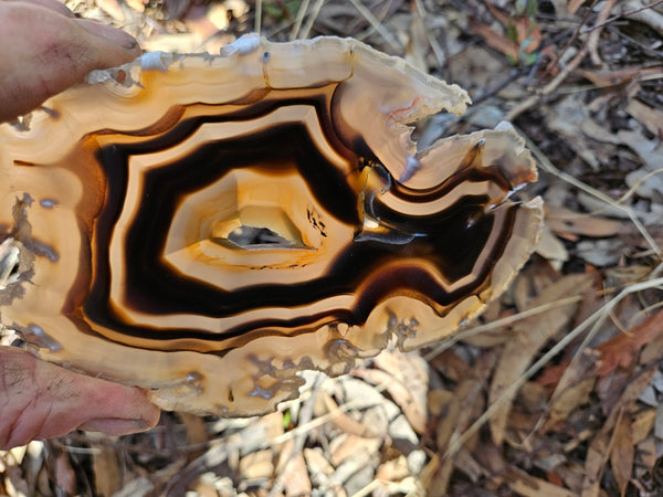 Polished Brazilian Agate . BA116