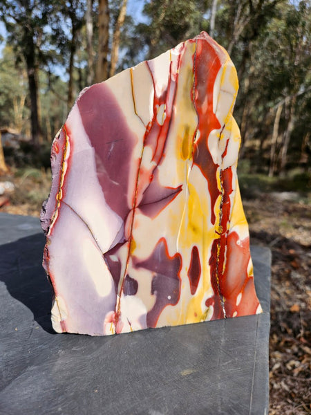 Polished Mookaite display specimen MK589