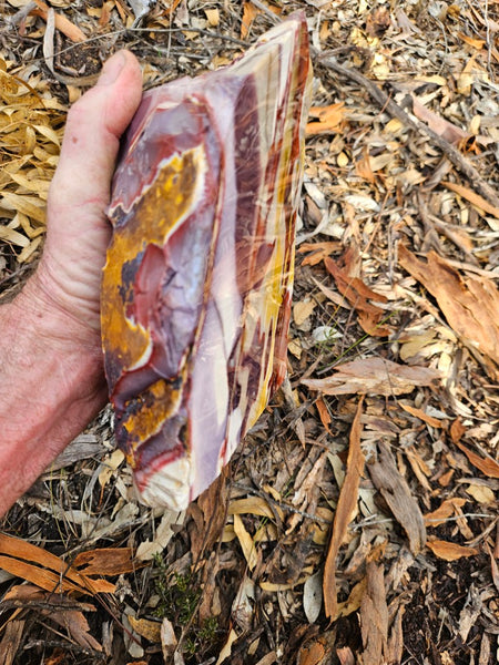 Polished Mookaite display specimen MK589