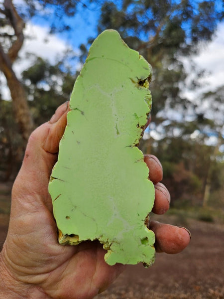 Polished Lime Magnesite . MAP223