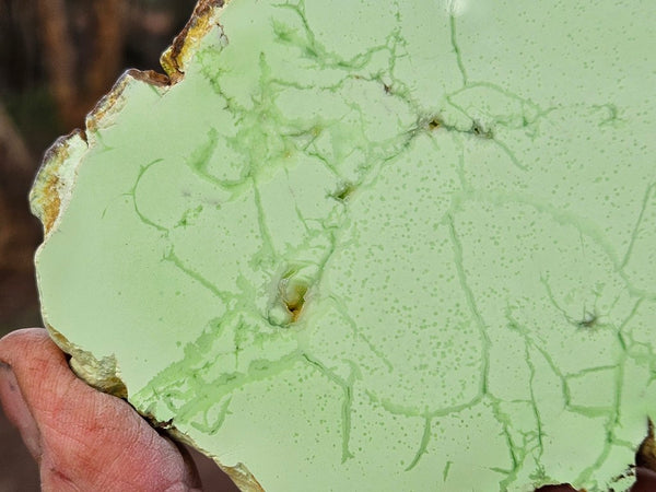 Polished Magnesite slab. MAP225