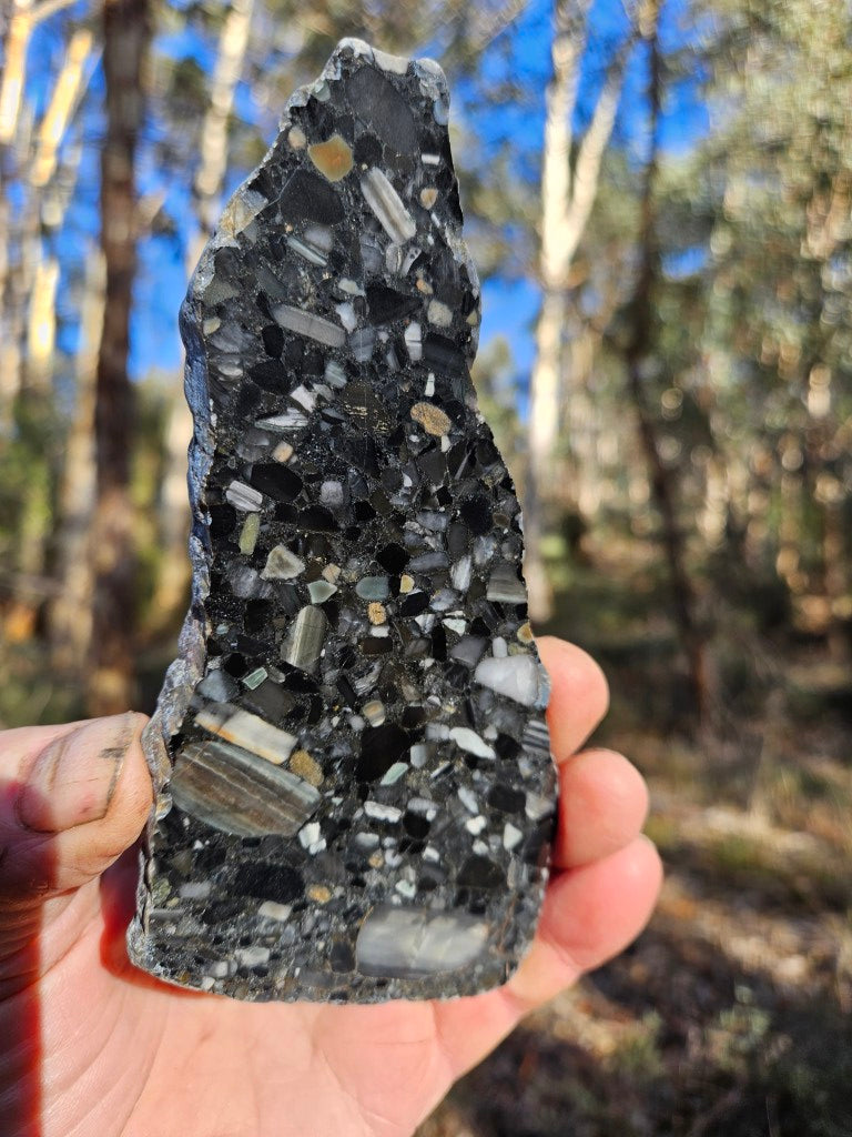 Black Jasper Conglomerate slab B239