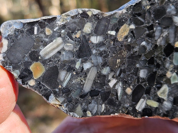Black Jasper Conglomerate slab B239
