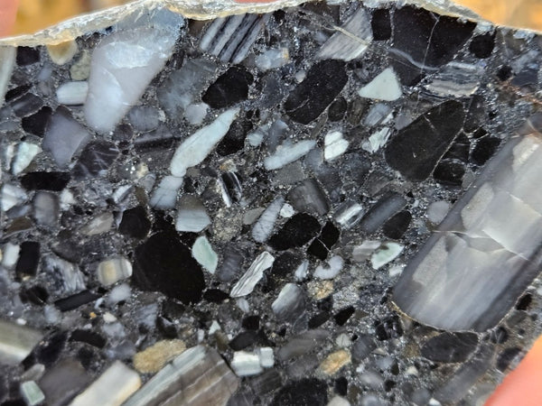 Black Jasper Conglomerate slab B239