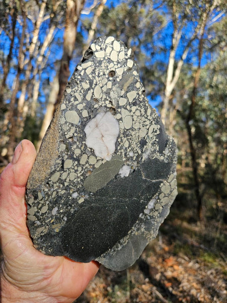Polished Beaton's Creek auriferous conglomerate  BC122